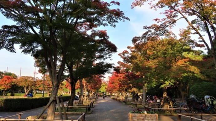 花散歩・行船公園でモミジ狩り