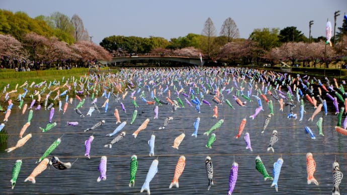 館林の鯉のぼり「2023」