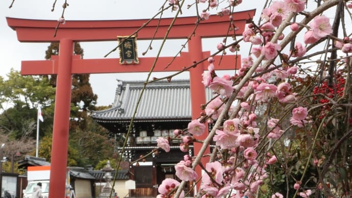 【京都幕間旅情】梅宮大社-観梅,奈良時代橘氏氏神の社は檀林皇后橘嘉智子の手で京都へ遷座した歴史ある社殿