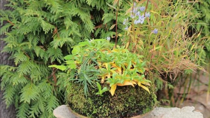 開花中の小山飾りの山野草から・・・
