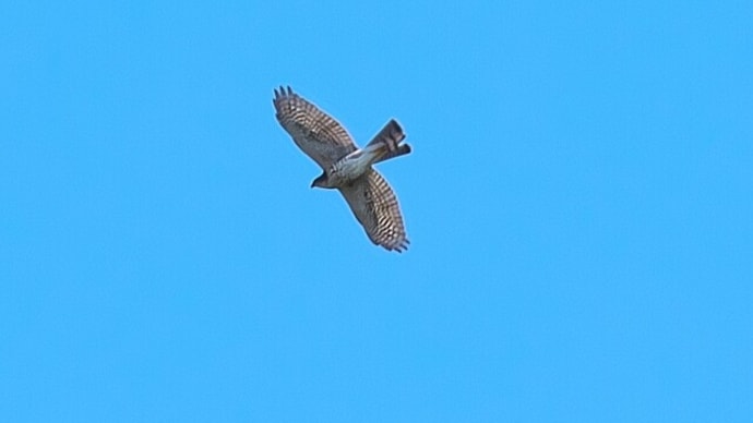 ツミ　2020年秋期　タカの渡り