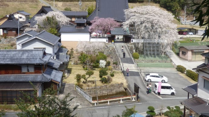光福寺の大糸桜(2025)