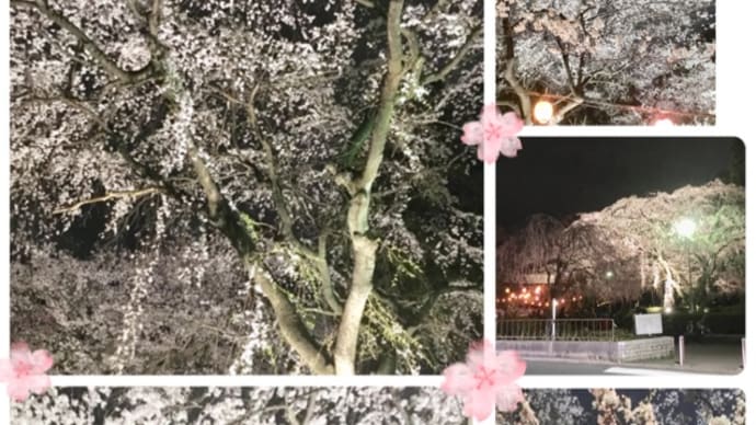 榴岡公園の夜桜見物。