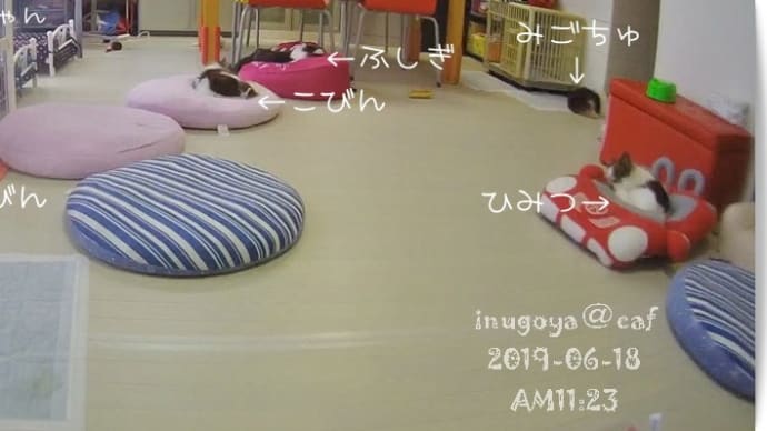 せれびんの最期の一日のこと。。。
