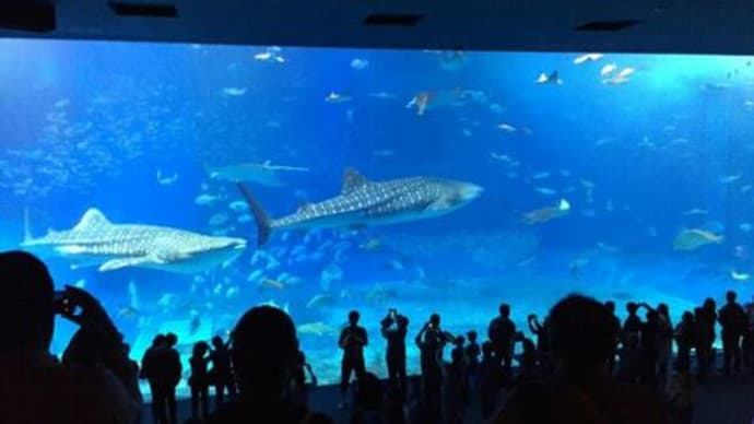 沖縄、美ら海水族館は感動