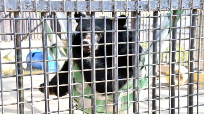 ツキノワグマのハンモック おしゃれ