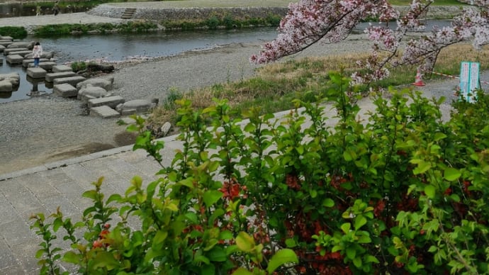 桜が散りますね。