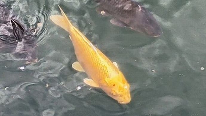 わらしべ長者みたいな旅?🌾