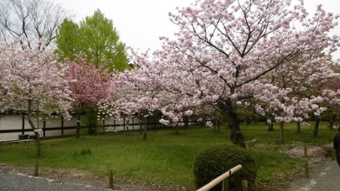 二条城観桜茶会