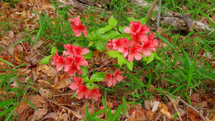 ブラ散歩:近くの森の草々の息吹に耳を澄ませる