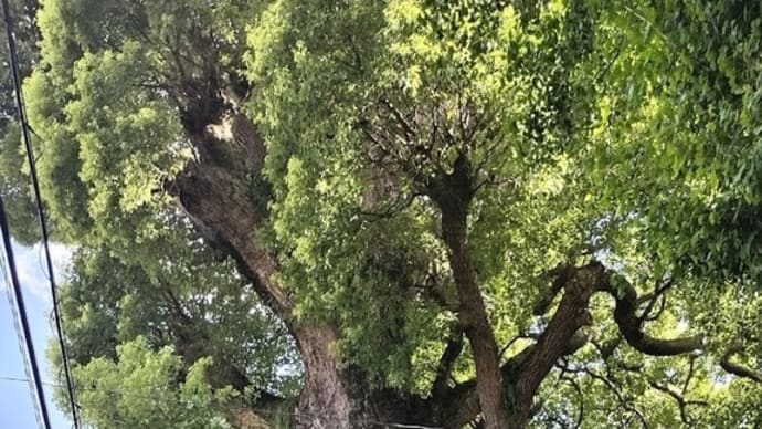 湯河原 産土八幡神社のクスノキ