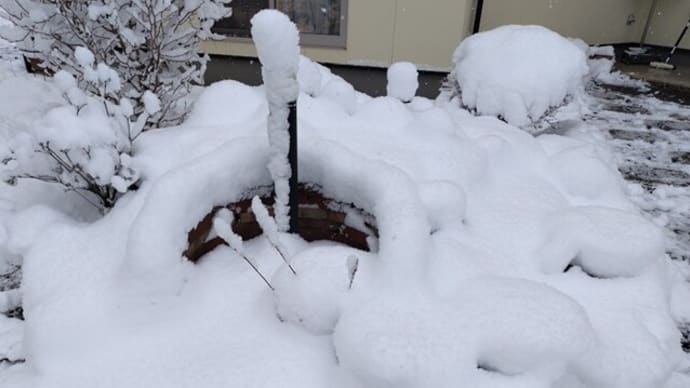 昨日から降った雪が。