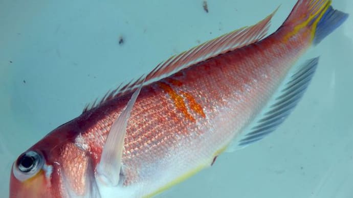 興津から午後アマダイは、美味しい魚の五目釣り