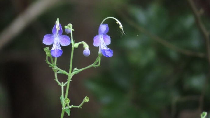 生態園の花は紫メイン~京都府立植物園2024/9下旬(2)