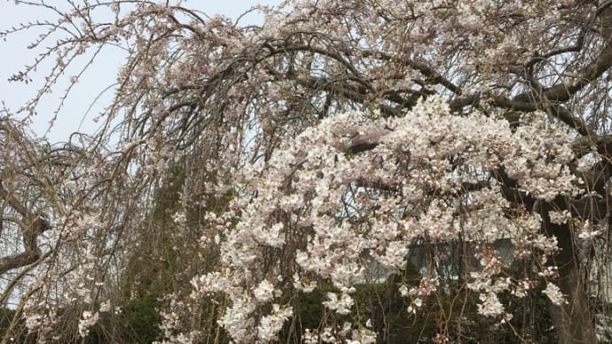 長沼町の桜。