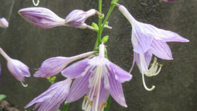 今日の花(ヒメギボウシ、ストケシア)
