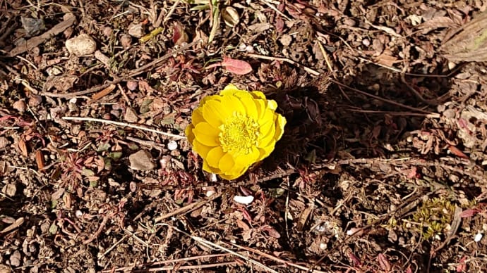 福寿草開花