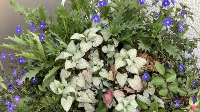 立ち上がる寄せ植えの花々