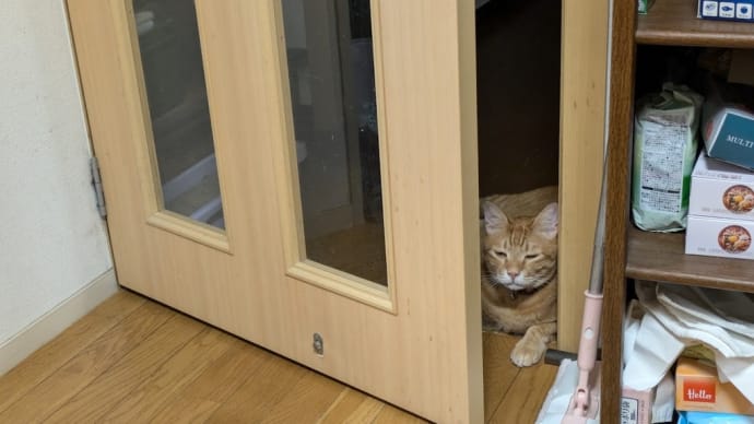 4426. 実家ネコ