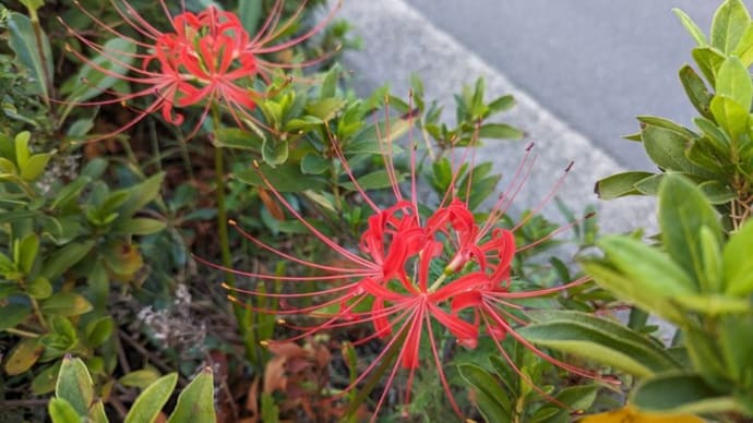 彼岸花