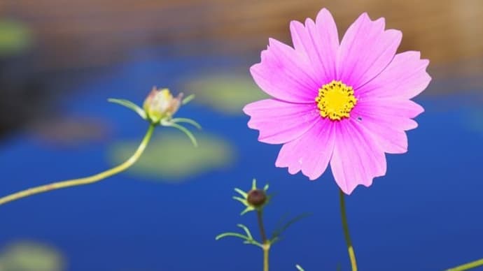 大船フラワーセンター晩秋の花散歩