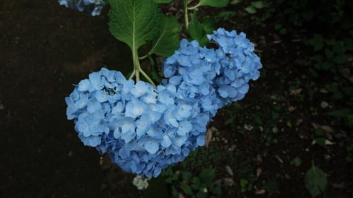 黒羽の紫陽花
