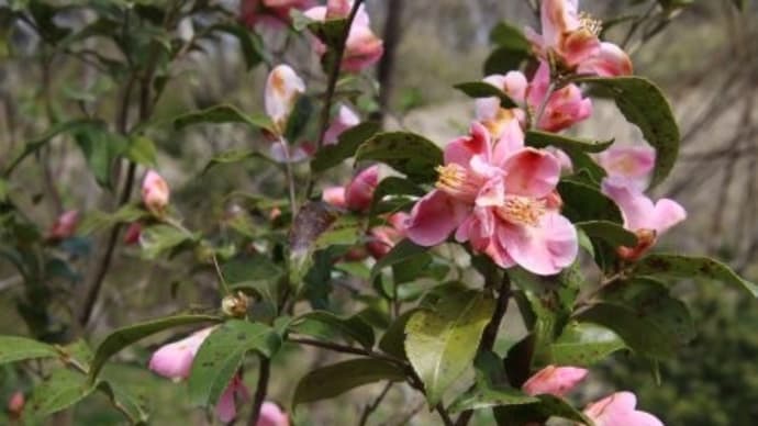 匂い椿、アンズの花