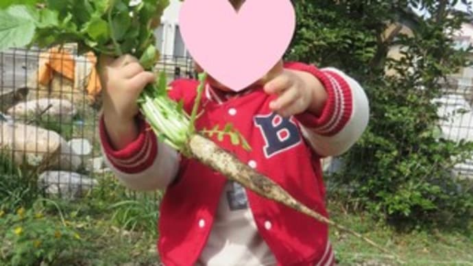 大根収穫・ジャガイモ植え付け(1歳2歳クラス)