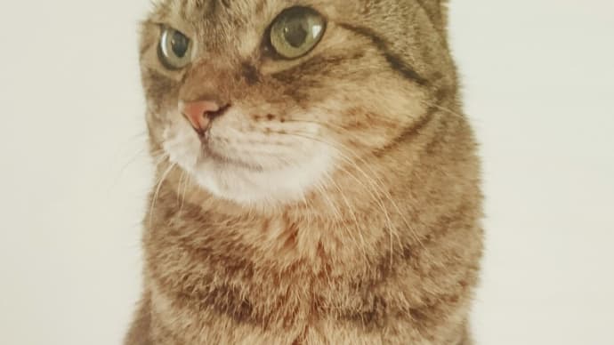 考えて噛む