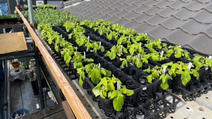 本植の準備と殺虫殺菌剤を散布