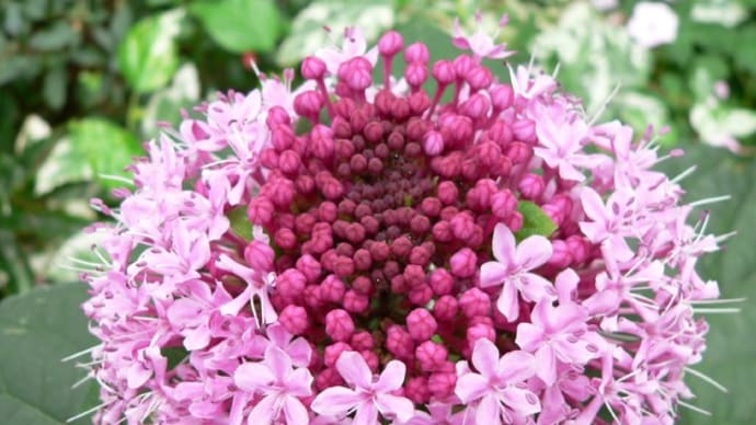夏の花:牡丹臭木