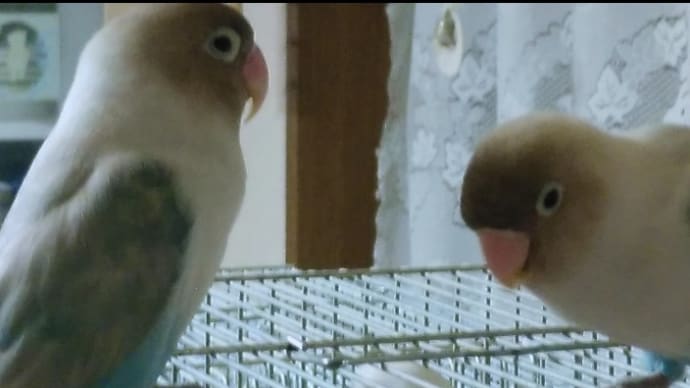 まるで双子みたい❤ボタンインコのメルモ&ぷっぷる