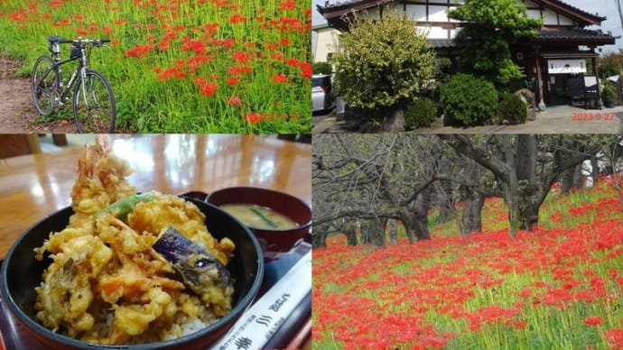 予定に反し、吉見の彼岸花～天丼（2023.9.27）