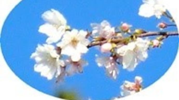 小さな名所　数本の冬桜