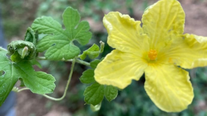 ゴーヤの花