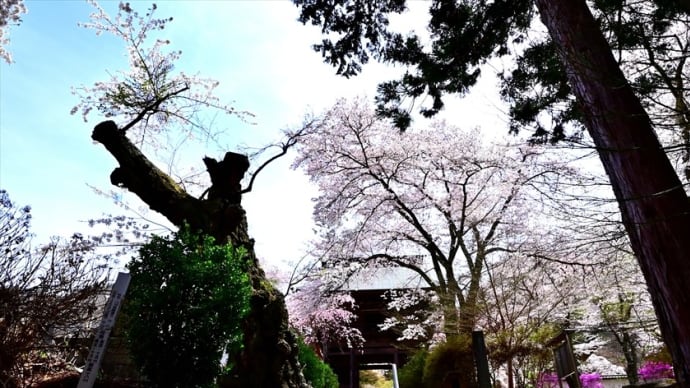 景徳院の桜