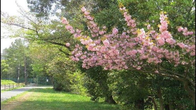 八重桜