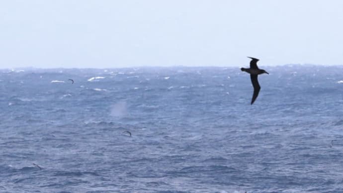 ザトウクジラとクロアシアホウドリ。