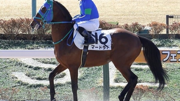 【マードラド】中山開催に向けて、以前よりは…