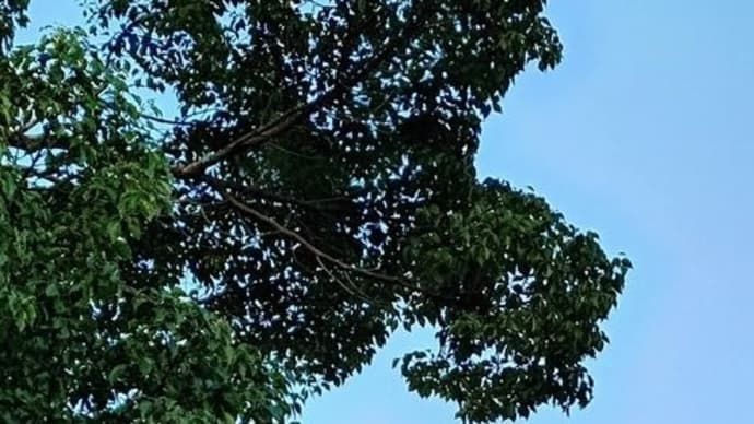 (短歌)高貴なる魂(みたま)天で輝け