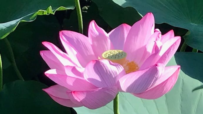 不忍池の蓮の花 祈り