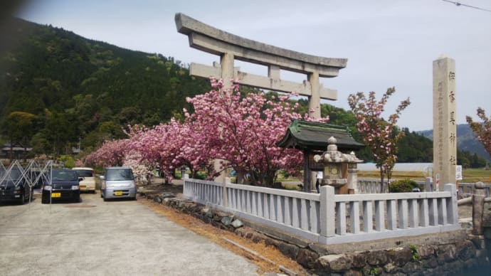 伊香具神社の八重桜(長浜市)