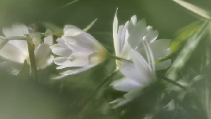 久しぶりの森歩き