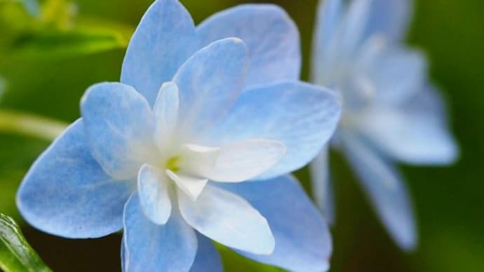 ・*:・*:紫陽花の色と心は、変わらない:*・:*・