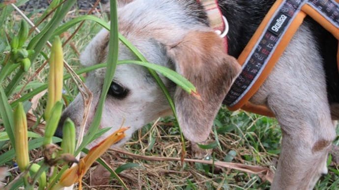 愛犬教室の準備