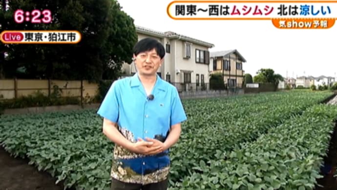 狛江の枝豆「味風香」