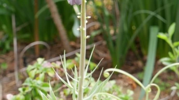 フリチラリア・ペルシカと春の花木と宿根草