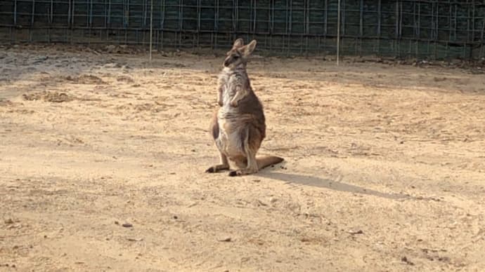 オッさんカンガルーと哀愁漂うワラビー