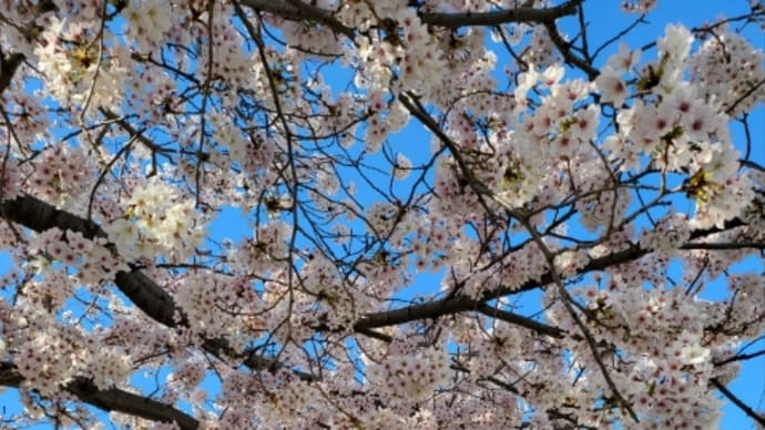 春になると、、っていうか。