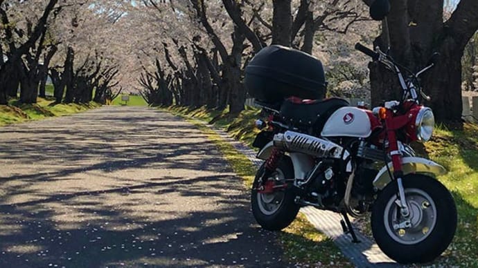 オババの桜をおバイクで。